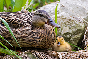 A Nebraska wildlife photograph of a duckling and mother. - Nebraska Wildlife Photograph