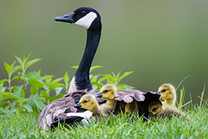 A mother Canada Goose protects her goslings under her wings at Schramm in Eastern Nebraska. - Nebraska Photograph