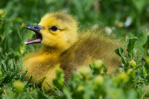 A young gosling yawns in the afternoon sun near one of the ponds at Schramm Park State Recreation Area. - Nebraska Photograph