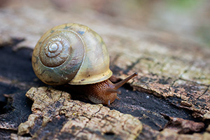 A snail makes it way slowly across a fallen log. - Missouri Photograph