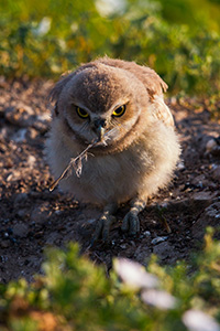 A burrowing owl chick picks up a fallen feather in Badlands National Park, South Dakota. - South Dakota Wildlife Photograph
