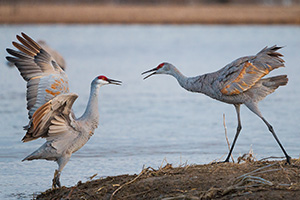 Sandhill Cranes fight on a sandbar on the Platte River in Nebraska on a cool early spring morning. - Nebraska Photograph