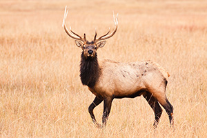 A bull elk pauses momentairly on the plains at Ft. Niobrara National Wildlife Refuge. - Nebraska Photograph