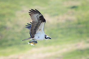 Wildlife photograph of an Osprey catching a fish in eastern Nebraska. - Nebraska Photograph