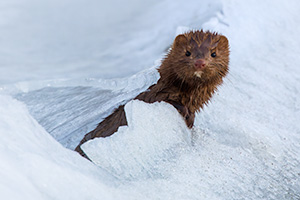 A Nebraska wildlife photograph of a mink and ice in Nebraska. - Nebraska Wildlife Photograph