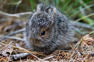 A wildlife photograph of a small baby bunny in Glacier National Park, Montana. - Northwest Photograph