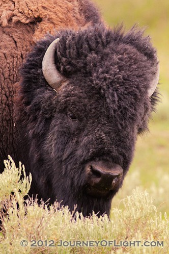 Buffalo ford yellowstone national park #6