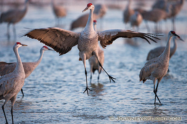 Photo Friday: Sandhill Cranes | Scenic Landscape and Nature Photographs ...