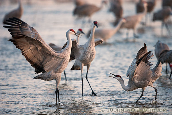 Photo Friday: Sandhill Cranes | Scenic Landscape and Nature Photographs ...