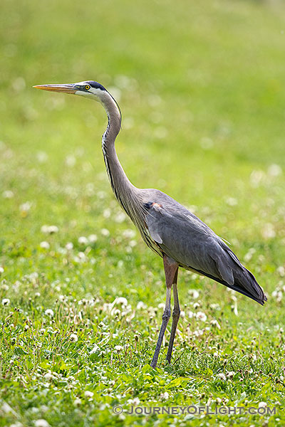 A blue heron stands silently at Schramm State Recreation Area in eastern Nebraska.