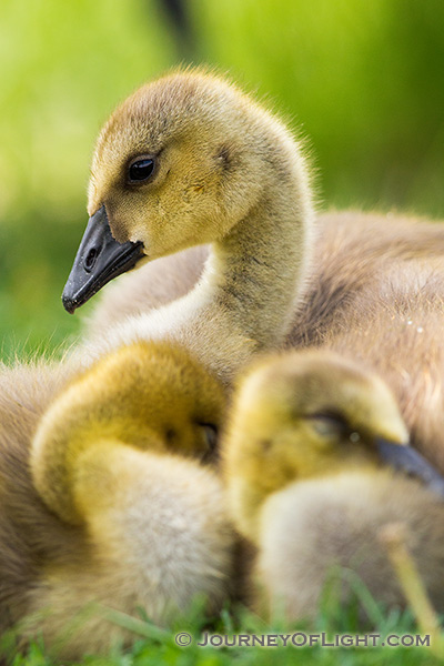 Two goslings huddle together as a third keeps watch at Schramm State Recreation Area in eastern Nebraska.