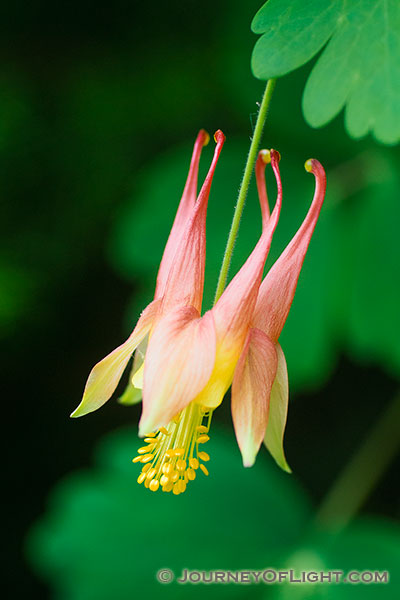 A singular Columbine grows in the shade of a tree at Schramm State Recreation Area.