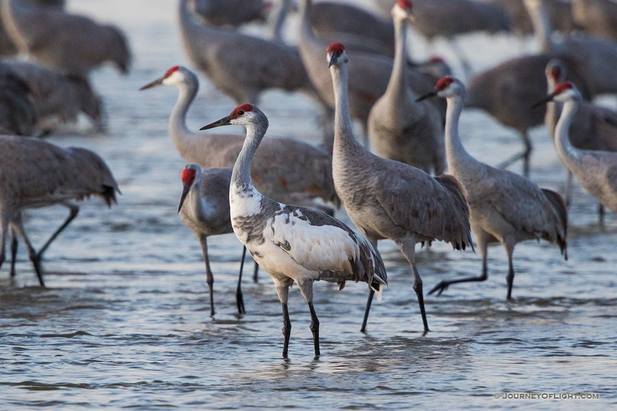 Trip Report: 2015 Spring Sandhill Crane Migration in Nebraska | Scenic ...