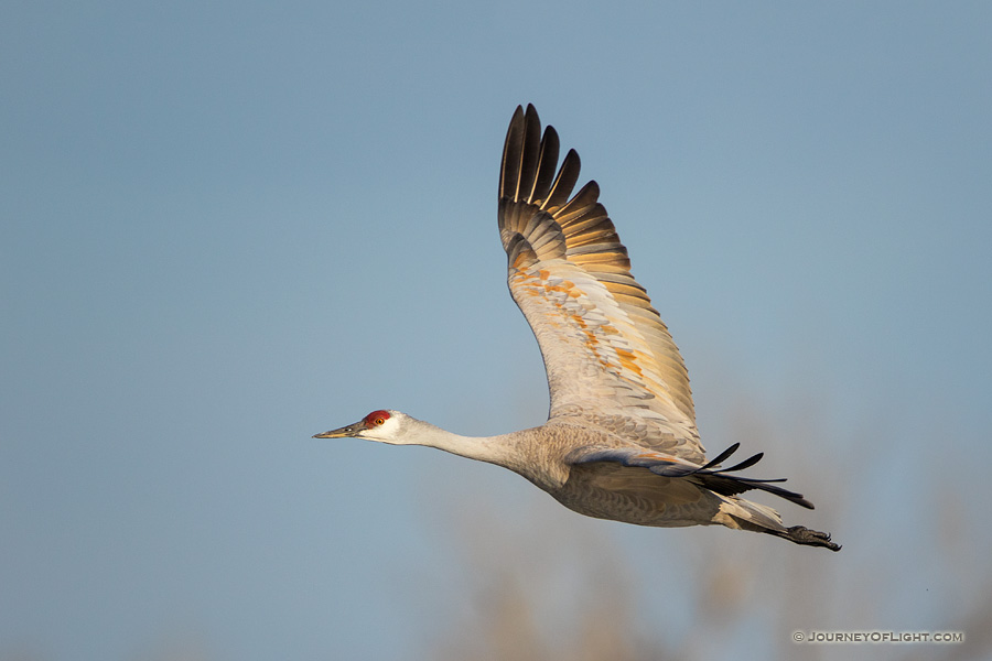 Trip Report: 2015 Spring Sandhill Crane Migration in Nebraska | Scenic ...