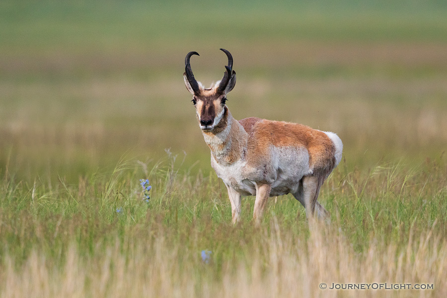 Trip Report 1: Spring in the Nebraska Panhandle – Wildlife | Scenic ...