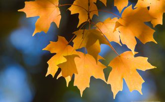 A photograph of autumn maple leaves on a tree in Nebraska.