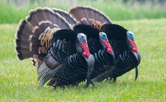 A Trio of Turkeys at Mahoney State Park