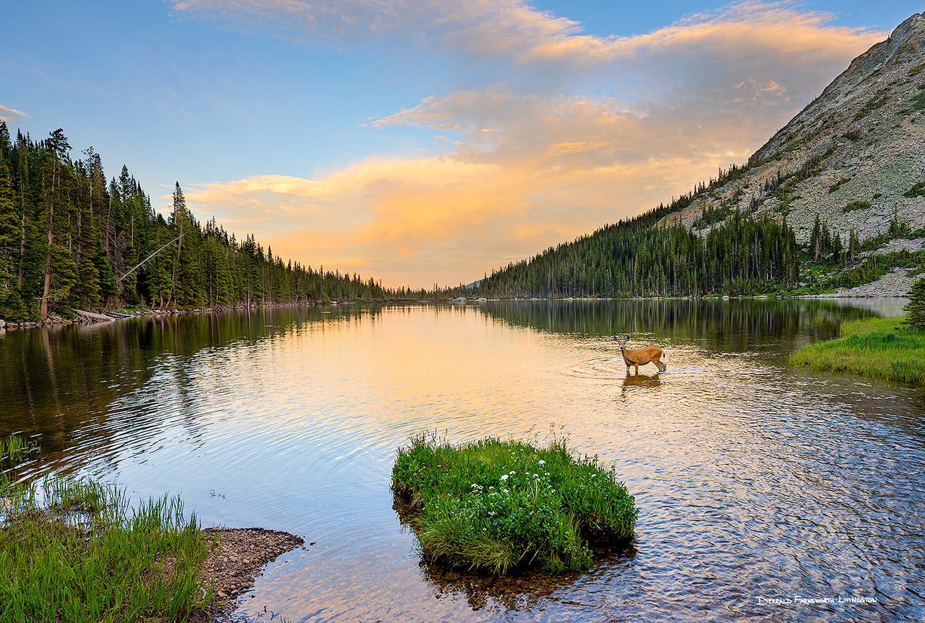 A scenic landscape photograph of a Deer in Thunder Lake in the backcountry of Rocky Mountain NP, Colorado. - Rocky Mountain NP Picture