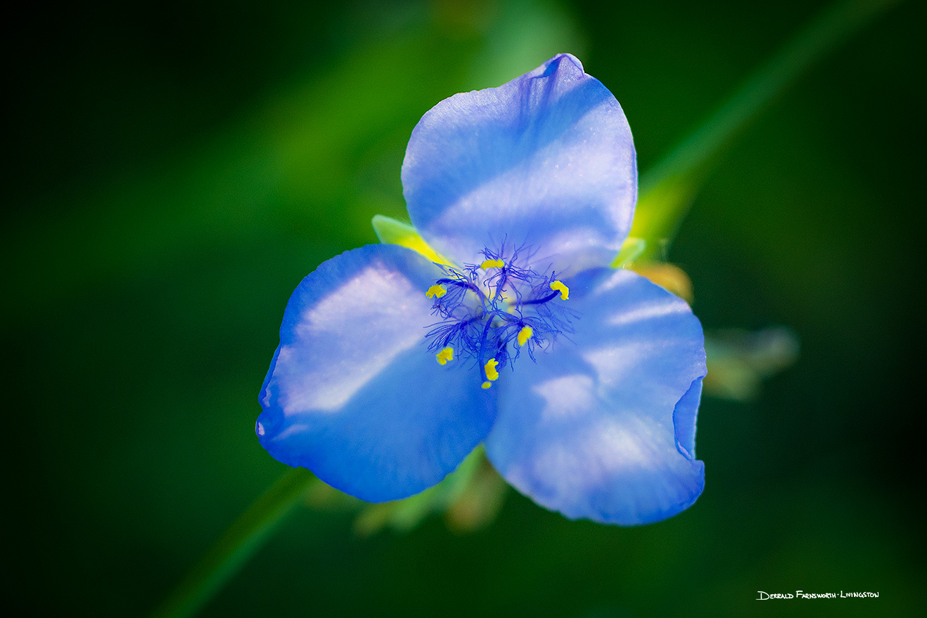 Flower photograph of a spiderwort with dappled light through the forst in Custer State Park, South Dakota. - South Dakota Picture