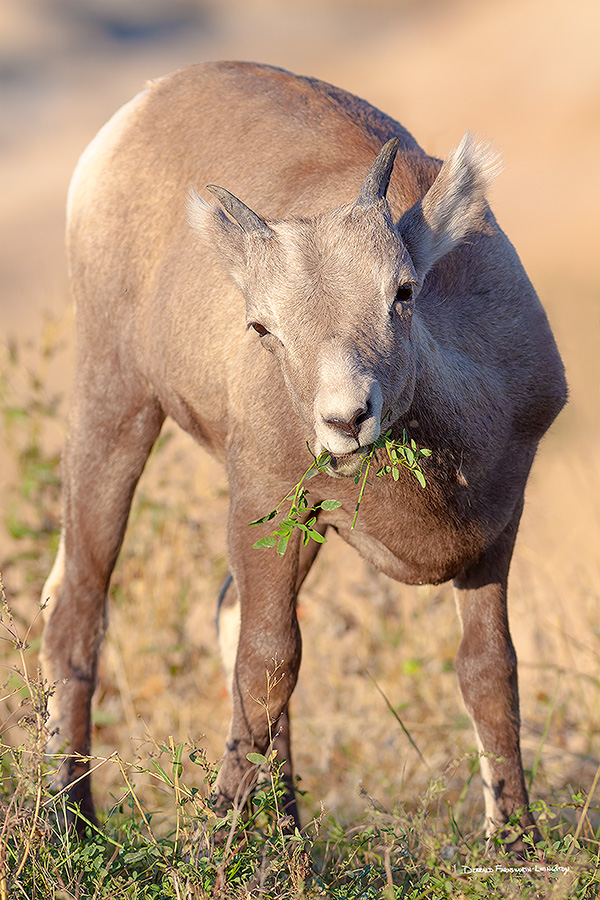 A wildlife photograph of a bighorn sheep kid eating in Badlands National Park, South Dakota. - South Dakota Photography