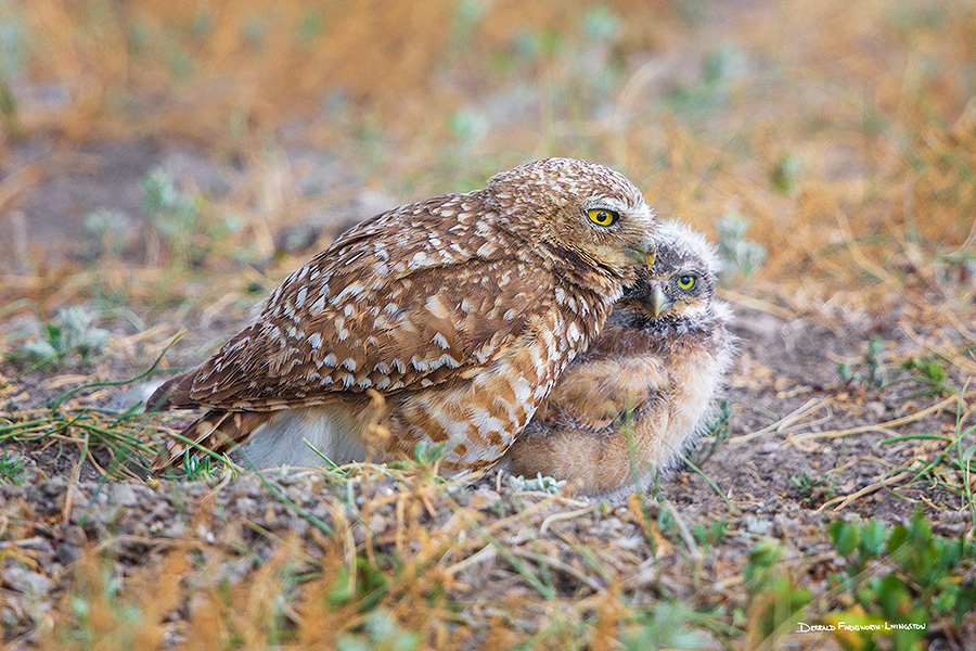 A wildlife photograph of a burrowing owl chick and his mother, Badlands National Park, South Dakota. - South Dakota Photography