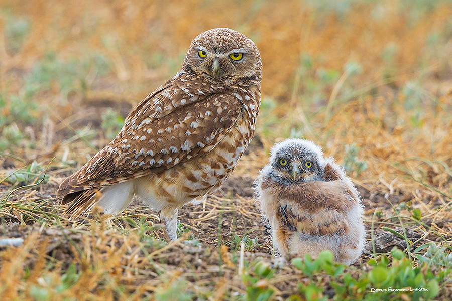 A wildlife photograph of a burrowing owl chick and his mother, Badlands National Park, South Dakota. - South Dakota Photography