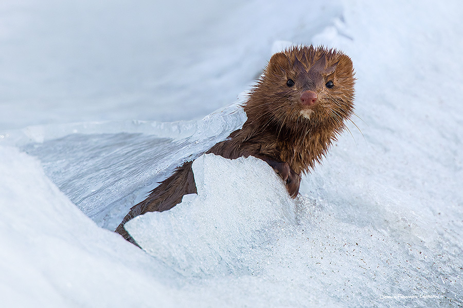 A Nebraska wildlife photograph of a mink and ice in Nebraska. - Nebraska Photography