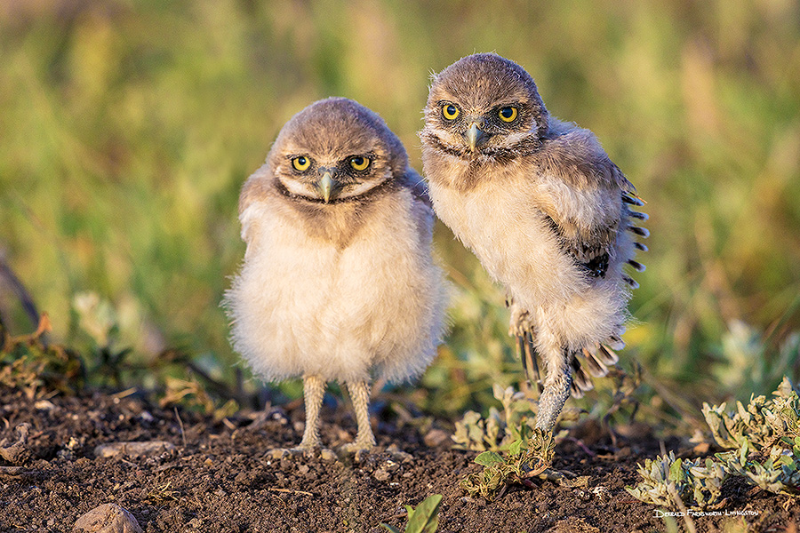A wildlife photograph of a couple of burrowing owls, Badlands National Park, South Dakota. - South Dakota Photography