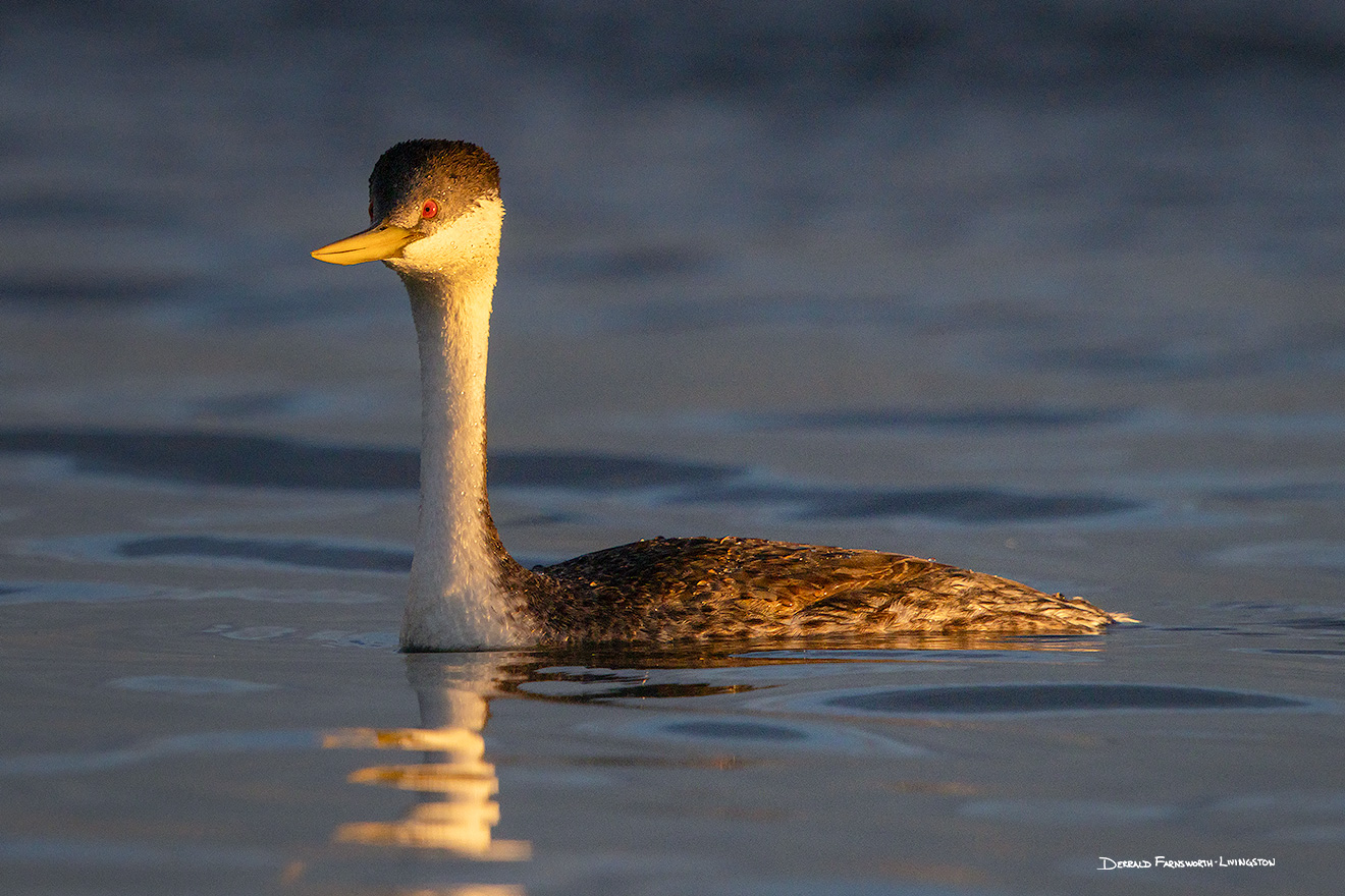 A wildlife photograph of a western grebe on Lake McConaughy, Nebraska. - Nebraska Picture