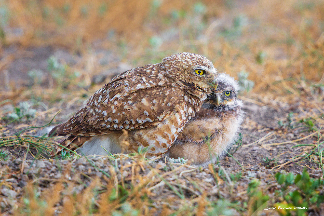 A wildlife photograph of a burrowing owl chick and his mother, Badlands National Park, South Dakota. - South Dakota Picture