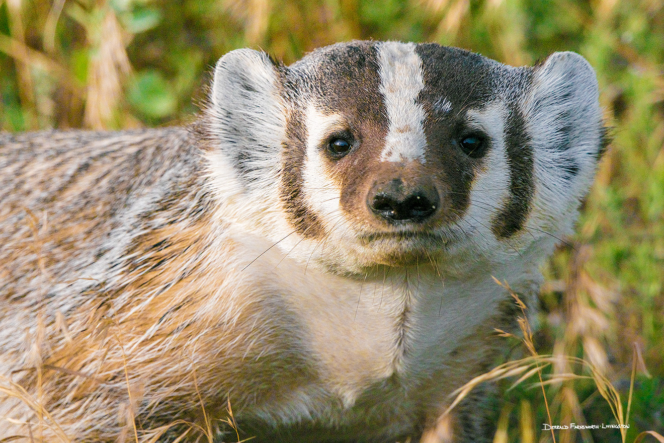 A wildlife photograph of Badger at Badlands National Park, South Dakota. - South Dakota Picture
