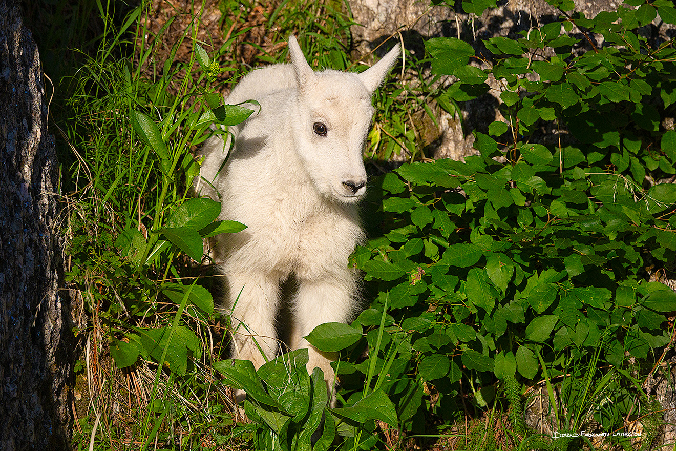 A wildlife photograph of a young mountain goat at Custer State Park, South Dakota. - South Dakota Picture