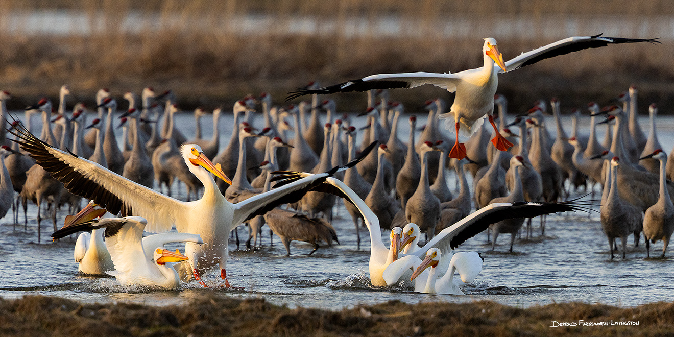 Pelicans land among the Sandhill Cranes on the Platte River in Central Nebraska. - Great Plains,Wildlife Picture